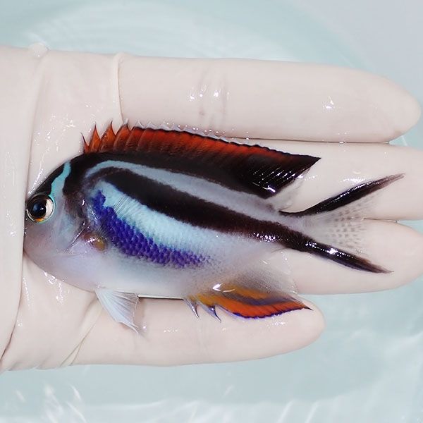 【現物2】ベルスエンゼル♀ （オーネイトエンゼル）8.5cm± ! 海水魚 ヤッ...