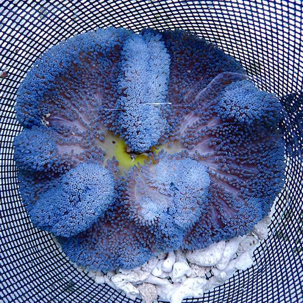 【現物1】ハタゴイソギンチャク ブルー 16-18cm±!15時までのご注文で当...