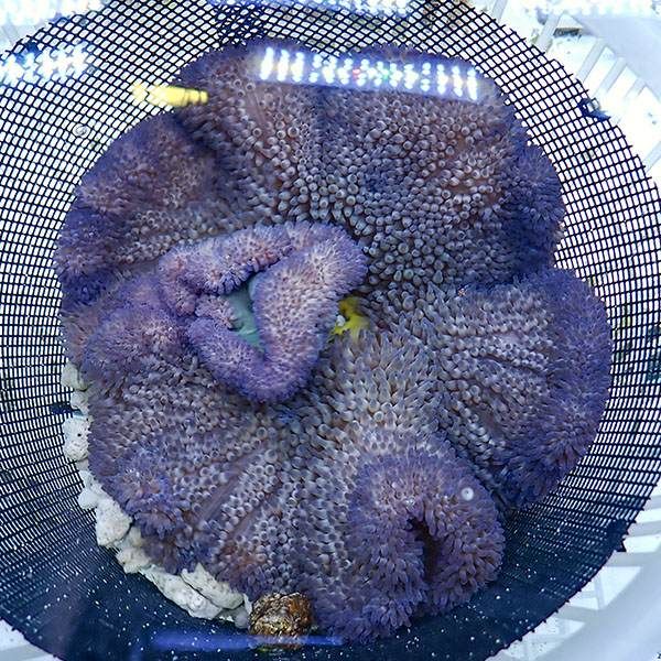 【現物2】ハタゴイソギンチャク パープル 22-24cm±!15時までのご注文で...
