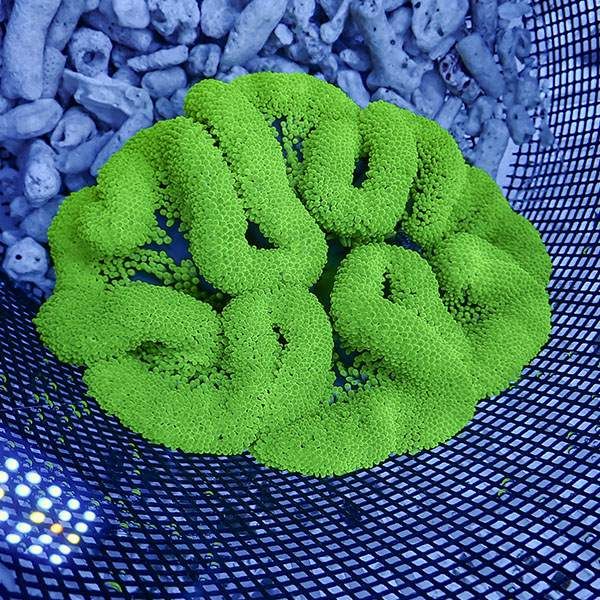 【現物4】ハタゴイソギンチャク グリーン 15-17cm±!15時までのご注文で...