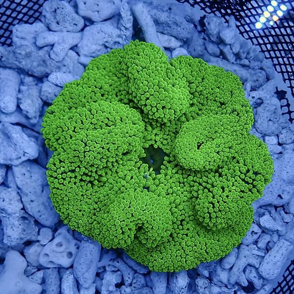 【現物5】ハタゴイソギンチャク グリーン 13-15cm±!15時までのご注文で...