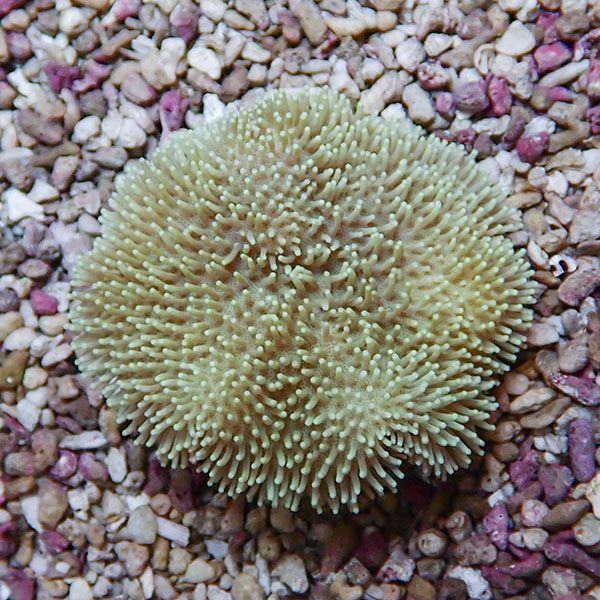 【サンゴ現物14】ウミキノコ 7-6cm!15時までのご注文で当日発送 【サン...