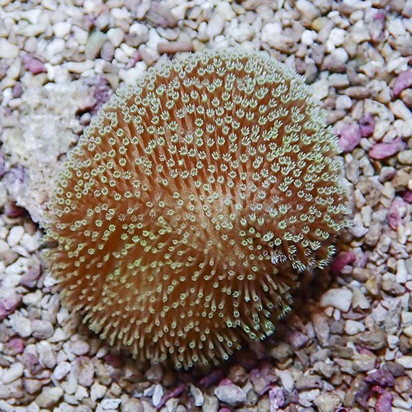 【サンゴ現物15】ウミキノコ 7-6cm!15時までのご注文で当日発送 【サン...