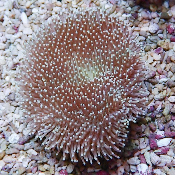 【サンゴ現物16】ウミキノコ 8-7cm!15時までのご注文で当日発送 【サン...