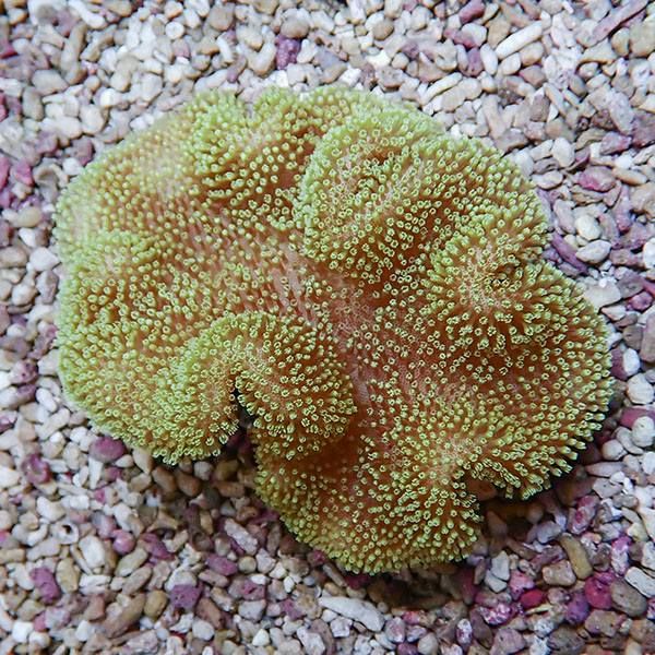 【サンゴ現物17】ウミキノコ 11-8cm!15時までのご注文で当日発送 【サン...