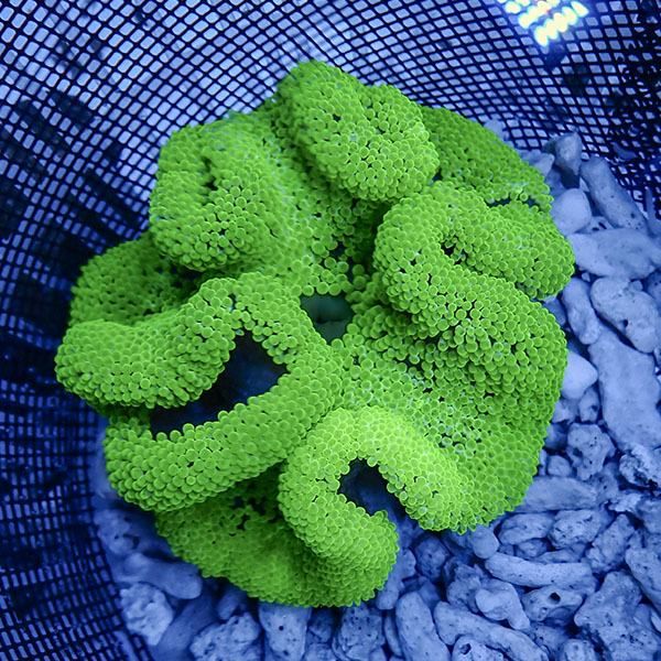 【現物6】ハタゴイソギンチャク グリーン 15-17cm±!15時までのご注文で...