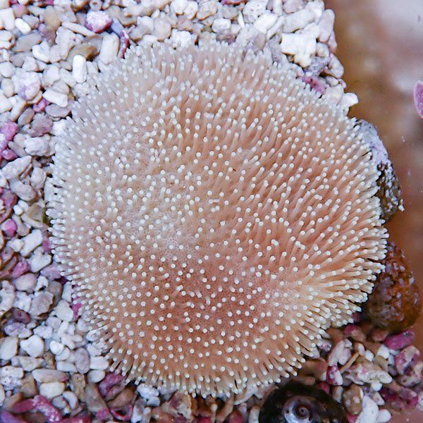 【サンゴ現物11】ウミキノコ 7-8cm!15時までのご注文で当日発送 【サン...