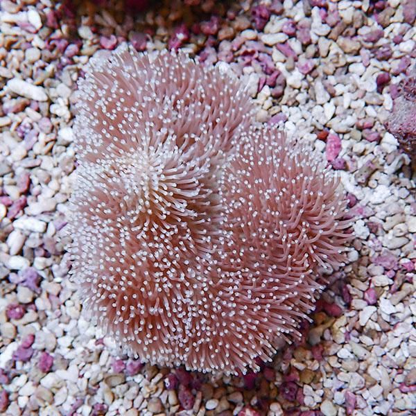 【サンゴ現物12】ウミキノコ 10-9cm!15時までのご注文で当日発送 【サン...