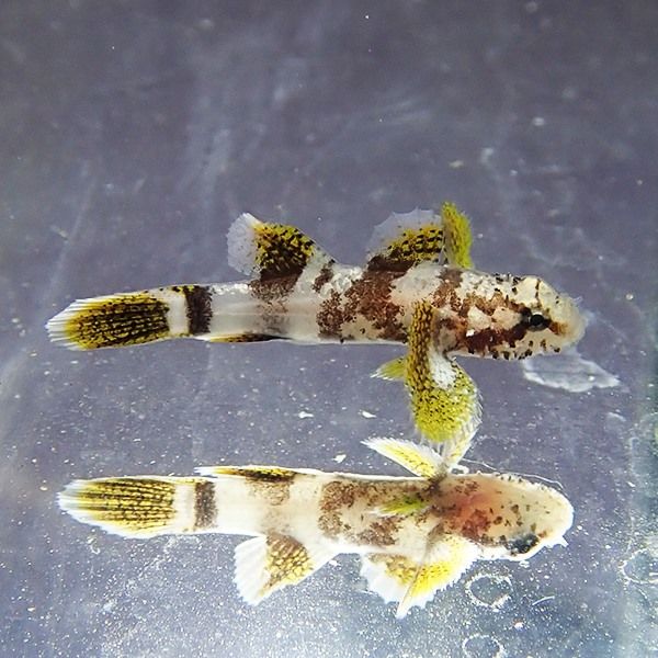 ヒレグロフタスジハゼ 1-2cm±! 海水魚 ハゼ 15時までのご注文で当日発送...