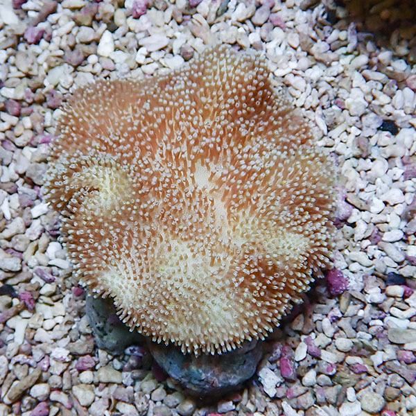 【サンゴ現物18】ウミキノコ 9-7cm!15時までのご注文で当日発送 【サン...