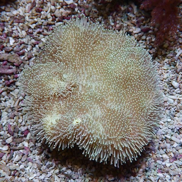 【サンゴ現物19】ウミキノコ 12-11cm!15時までのご注文で当日発送 【サ...