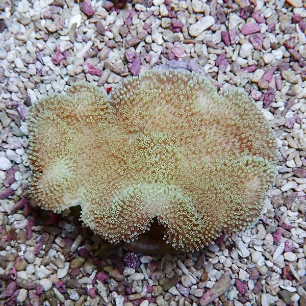 【サンゴ現物20】ウミキノコ 10-8cm!15時までのご注文で当日発送 【サン...