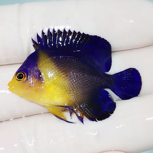 【現物7】スミレヤッコ 4.3cm±! 海水魚 ヤッコ 15時までのご注文で当日...