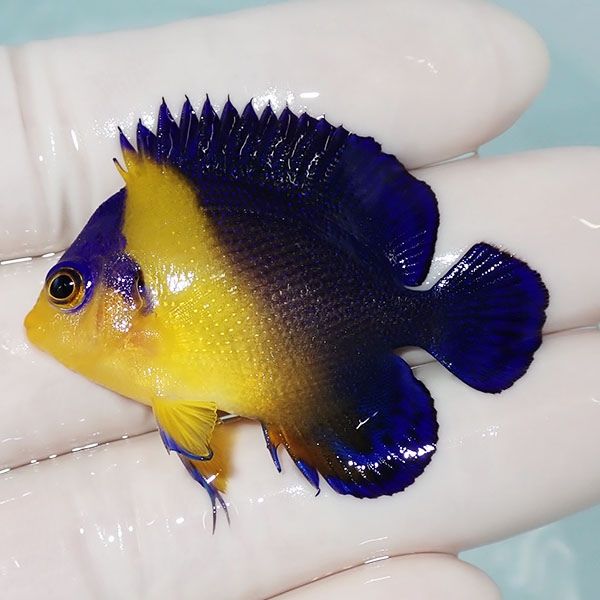 【現物8】スミレヤッコ 4.7cm±! 海水魚 ヤッコ 15時までのご注文で当日...