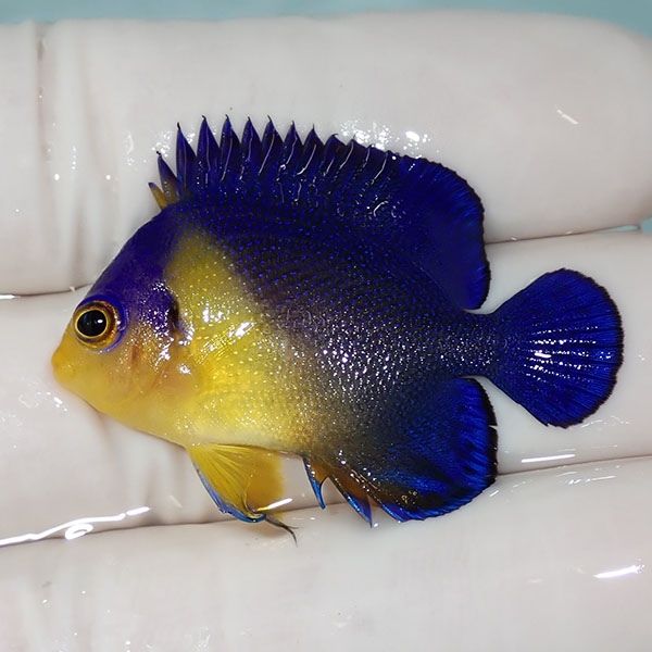 【現物3】スミレヤッコ 4cm±! 海水魚 ヤッコ 15時までのご注文で当日発...