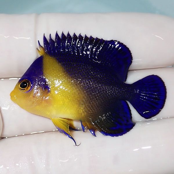 【現物4】スミレヤッコ 4.7cm±! 海水魚 ヤッコ 15時までのご注文で当日...