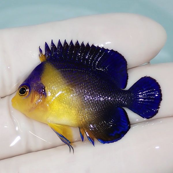 【現物5】スミレヤッコ 4cm±! 海水魚 ヤッコ 15時までのご注文で当日発...
