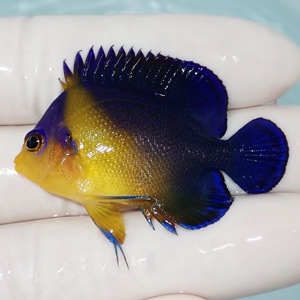【現物6】スミレヤッコ 4.7cm±! 海水魚 ヤッコ 15時までのご注文で当日...