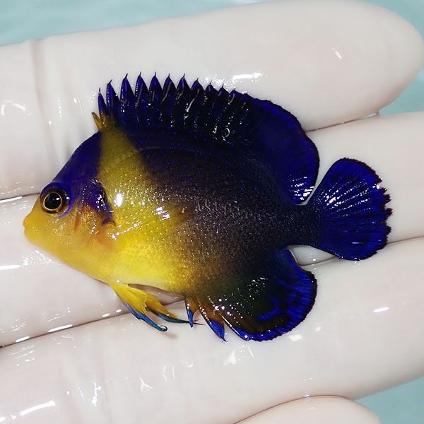 【現物13】スミレヤッコ 4.5cm±! 海水魚 ヤッコ 15時までのご注文で当日...