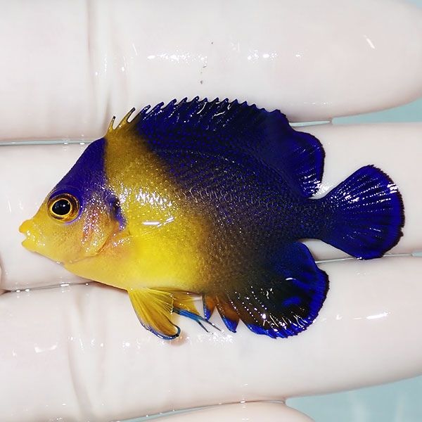 【現物14】スミレヤッコ 5cm±! 海水魚 ヤッコ 15時までのご注文で当日発...