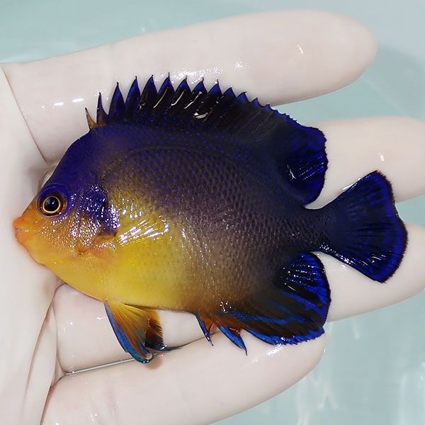 【現物15】スミレヤッコ 7cm±! 海水魚 ヤッコ 15時までのご注文で当日発...