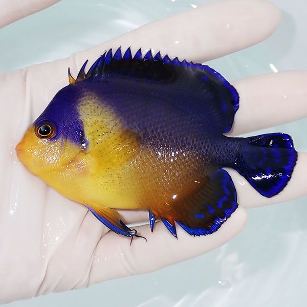 【現物16】スミレヤッコ 9cm±! 海水魚 ヤッコ 15時までのご注文で当日発...