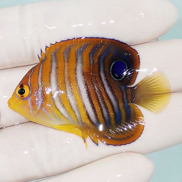 【現物1】ニシキヤッコ 5cm±!海水魚 ヤッコ15時までのご注文で当日発送(...