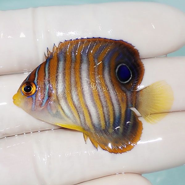 【現物2】ニシキヤッコ 4.8cm±!海水魚 ヤッコ15時までのご注文で当日発...