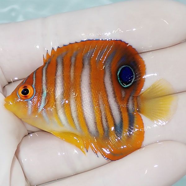 【現物3】ニシキヤッコ 5.5cm±!海水魚 ヤッコ15時までのご注文で当日発...