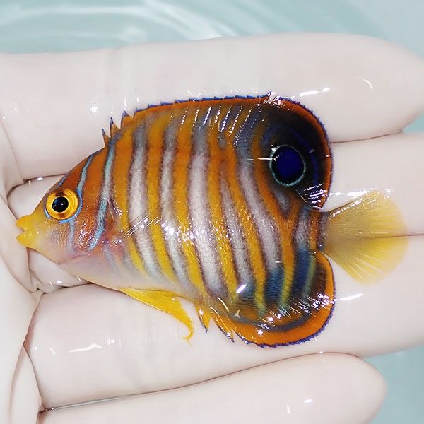 【現物4】ニシキヤッコ 6cm±!海水魚 ヤッコ15時までのご注文で当日発送(...