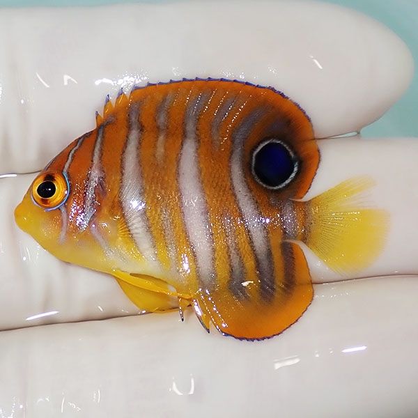【現物5】ニシキヤッコ 4.2cm±!海水魚 ヤッコ15時までのご注文で当日発...