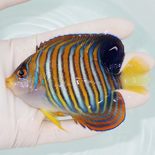 【現物6】ニシキヤッコ 10cm±!海水魚 ヤッコ15時までのご注文で当日発送...