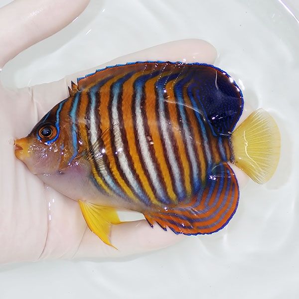 【現物8】ニシキヤッコ 12.5cm±!海水魚 ヤッコ15時までのご注文で当日発...