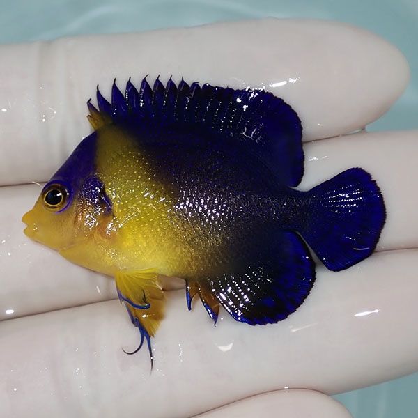 【現物2】スミレヤッコ 4.8cm±! 海水魚 ヤッコ 15時までのご注文で当日...