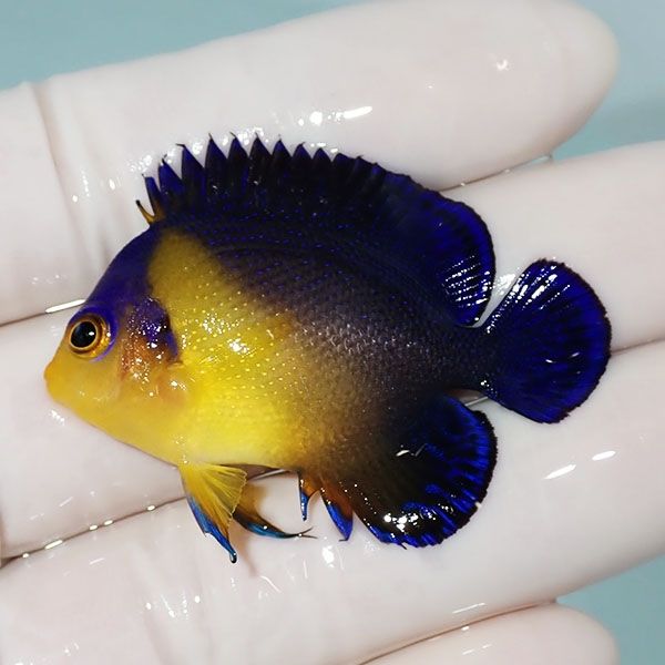 【現物10】スミレヤッコ 4.7cm±! 海水魚 ヤッコ 15時までのご注文で当日...