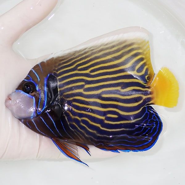 【現物4】タテジマキンチャクダイ 14cm±!海水魚 ヤッコ 15時までのご注...