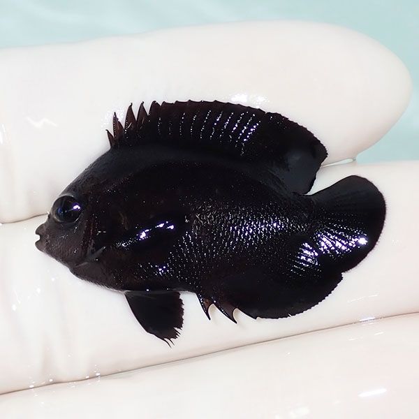 【現物1】オハグロヤッコ 3.5cm± !海水魚 ヤッコ 15時までのご注文で当...