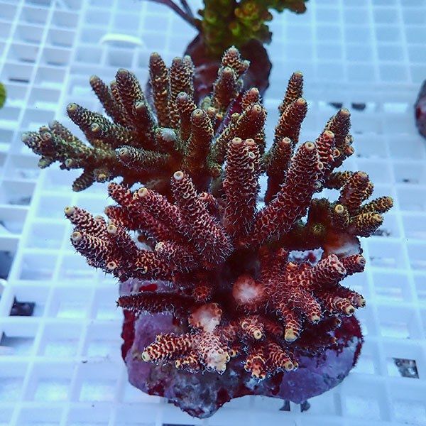 【サンゴ現物1】ブリードミドリイシ !15時までのご注文で当日発送 【ミ...