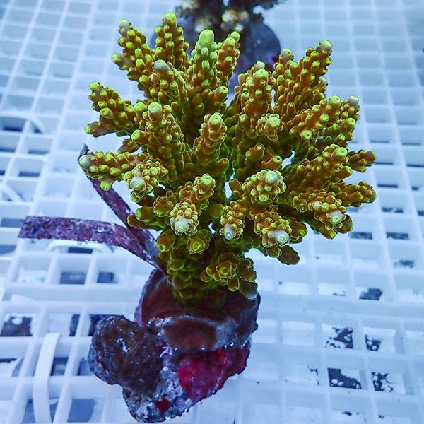 【サンゴ現物2】ブリードミドリイシ !15時までのご注文で当日発送 【ミ...