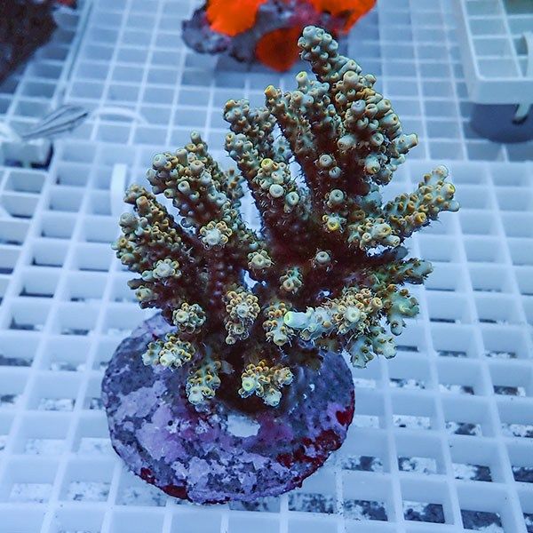 【サンゴ現物3】ブリードミドリイシ !15時までのご注文で当日発送 【ミ...