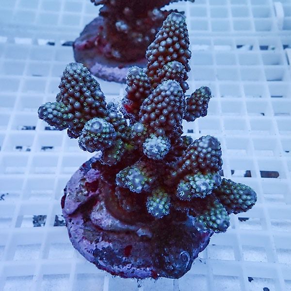 【サンゴ現物4】ブリードミドリイシ !15時までのご注文で当日発送 【ミ...