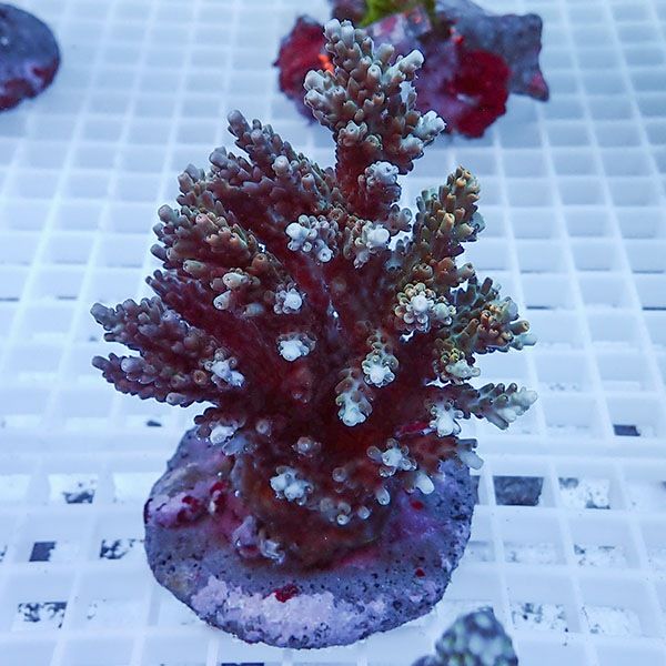 【サンゴ現物5】ブリードミドリイシ !15時までのご注文で当日発送 【ミ...