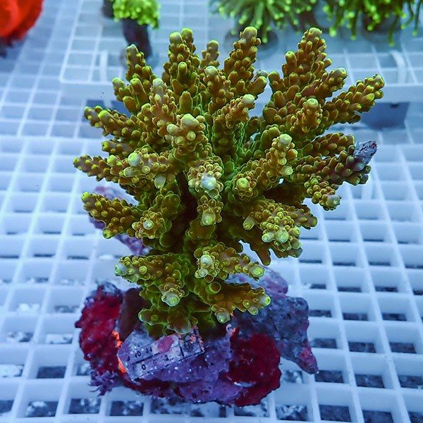 【サンゴ現物6】ブリードミドリイシ !15時までのご注文で当日発送 【ミ...