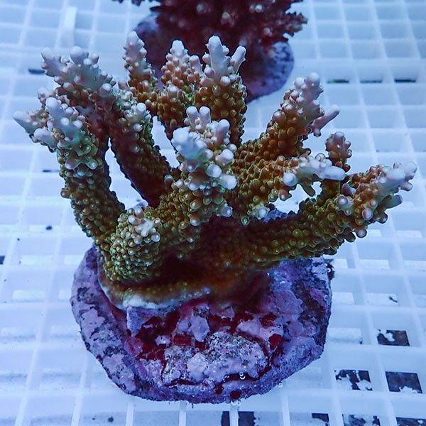 【サンゴ現物7】ブリードミドリイシ !15時までのご注文で当日発送 【ミ...