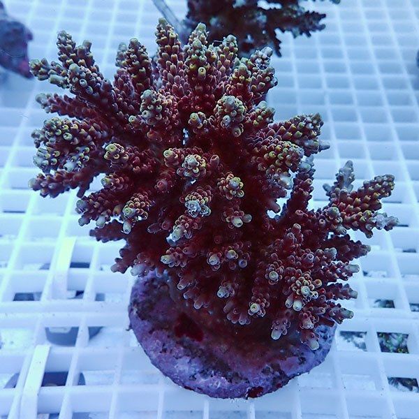 【サンゴ現物8】ブリードミドリイシ !15時までのご注文で当日発送 【ミ...