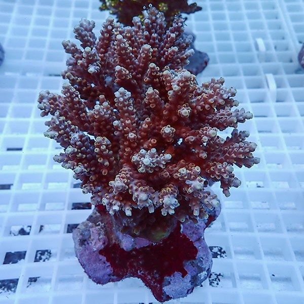 【サンゴ現物10】ブリードミドリイシ !15時までのご注文で当日発送 【ミ...