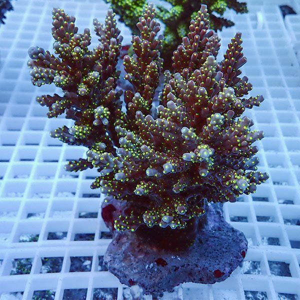 【サンゴ現物11】ブリードミドリイシ !15時までのご注文で当日発送 【ミ...