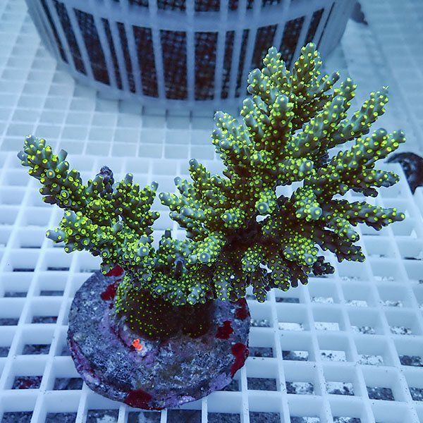 【サンゴ現物12】ブリードミドリイシ !15時までのご注文で当日発送 【ミ...