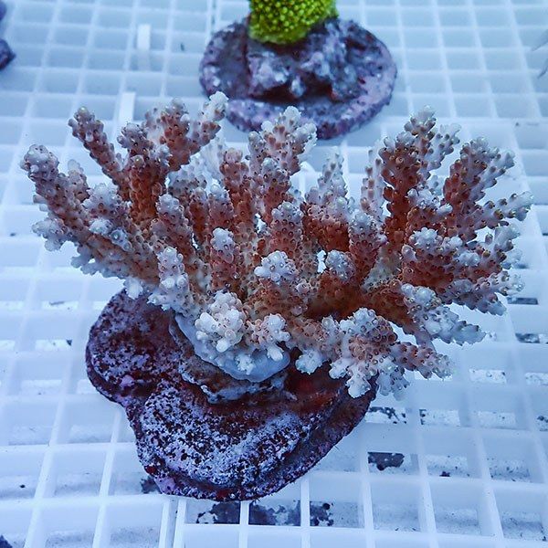 【サンゴ現物13】ブリードミドリイシ !15時までのご注文で当日発送 【ミ...