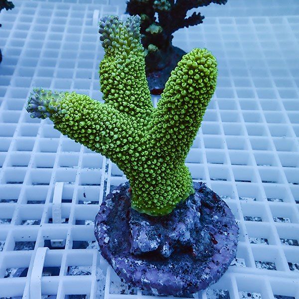 【サンゴ現物14】ブリードミドリイシ !15時までのご注文で当日発送 【ミ...